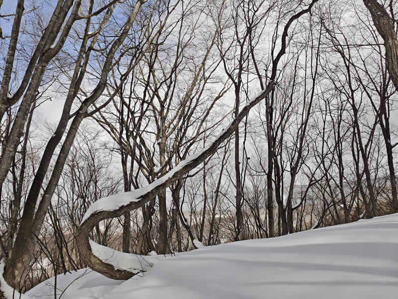登り竜のヤマグリ