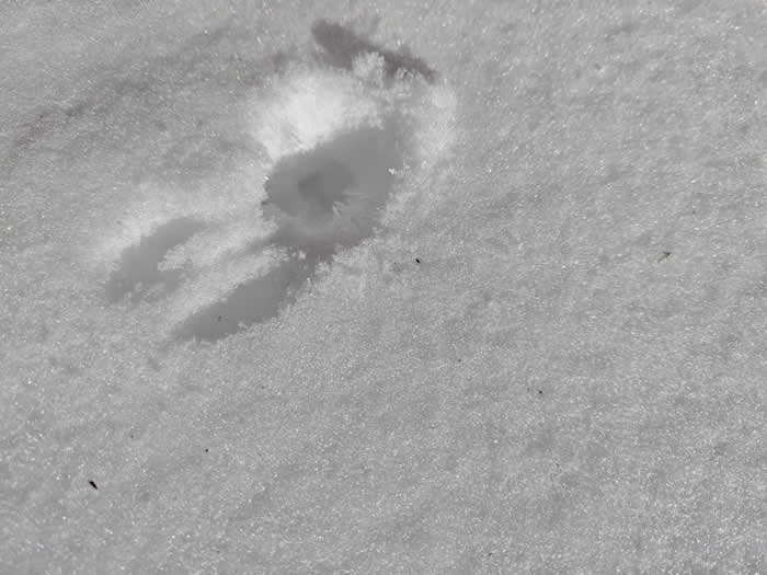 ねずみのトンネル