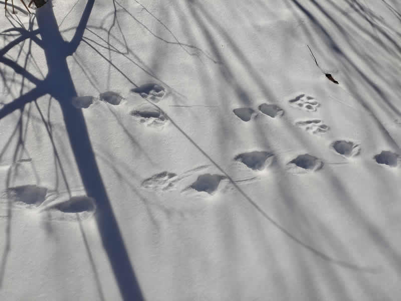 ウサギとテンの足跡