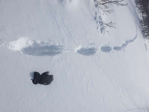 テンの足跡続き