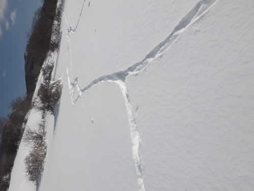 狐とテンの足跡