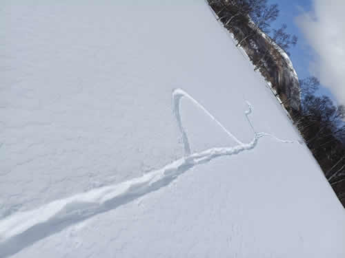 キツネとテンのトレース