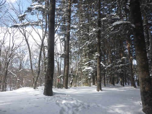 菅平湿原スノーシュー