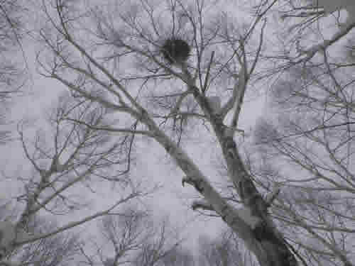 シラカバとヤドリギ