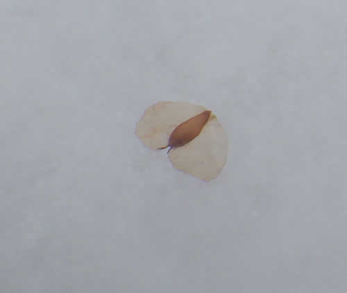 シラカバの種子