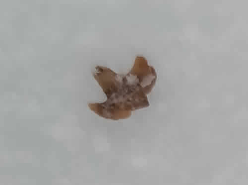 シラカバの果鱗