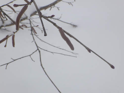 ハンノキの花芽