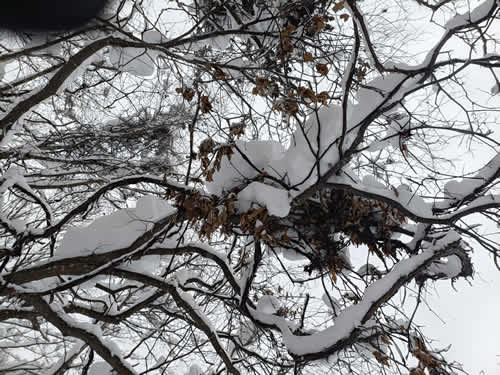 ヤマグリの熊棚