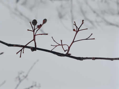 ヒヨドリの食痕