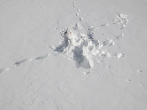 狐のフィールドサイン