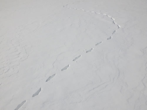 キツネの足跡カーブ