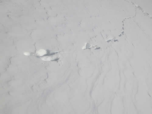 キツネのダッシュあと