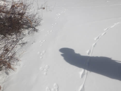 ウサギと狐の足跡。