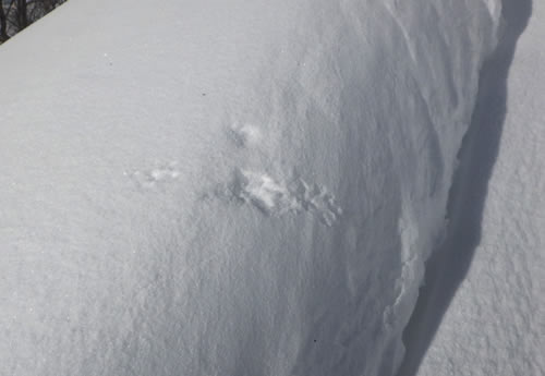 リスが降りた跡。