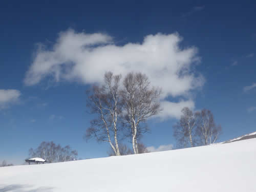 シラカバの丘