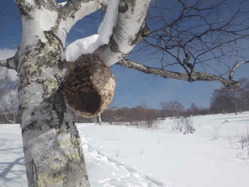 スズメバチの巣