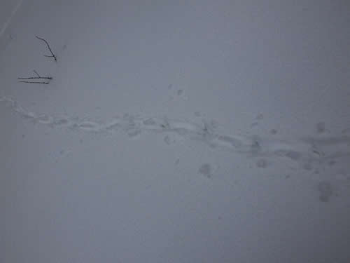山鳥の足跡