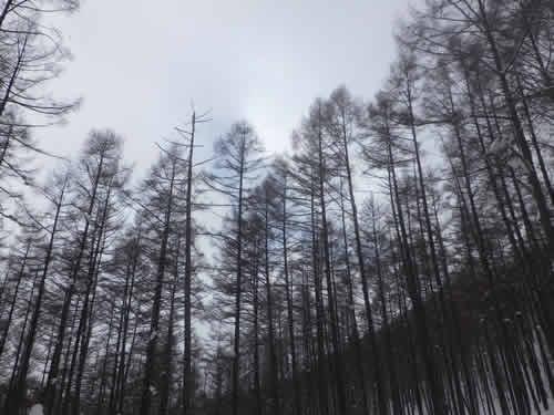 カラマツ林