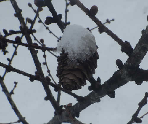 カラマツの松ぼっくり