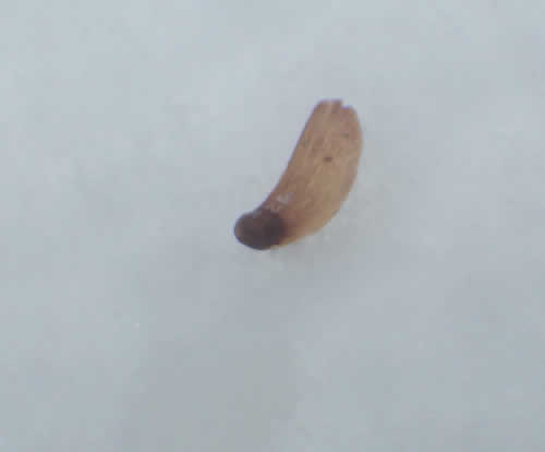 カラマツの種子