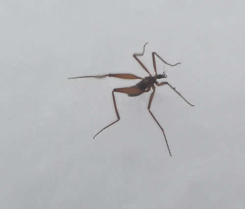 クモガタガガンボ