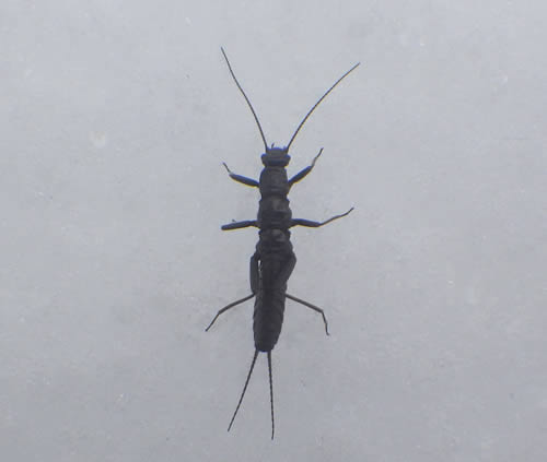 ﾕｷｶﾜｹﾞﾗ