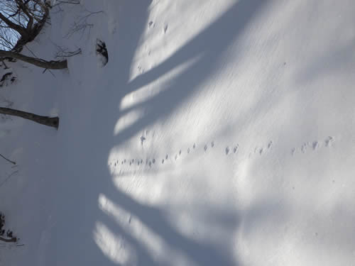 アニマルトラック