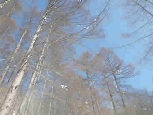 カラマツと青空