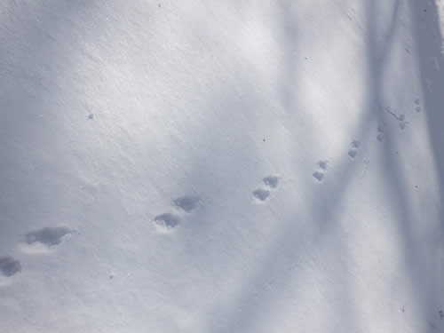 テンの足跡その2