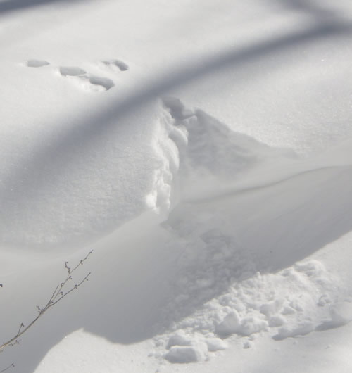 ウサギの落ちたあと。