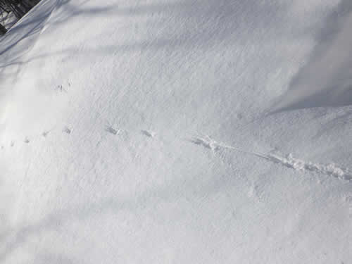 オコジョの足跡