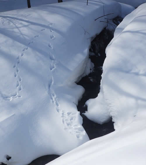 テンの渡渉あと