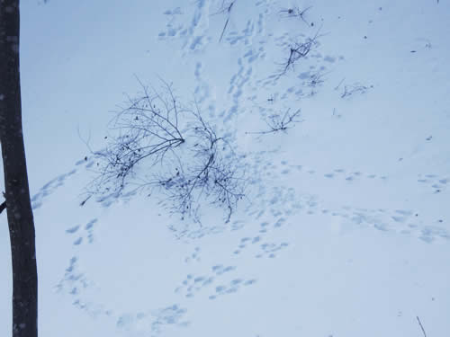 ウサギのあしあと