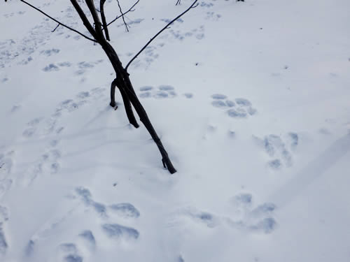 ウサギのダンス