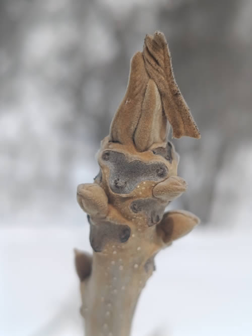 オニグルミの葉痕