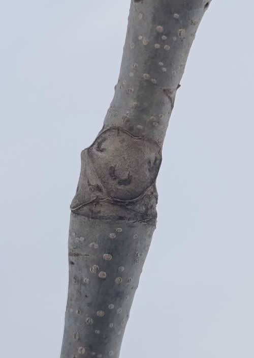 サワぐるみの葉痕