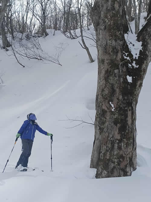 トチノ木の大木