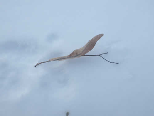 オオバ菩提樹種子