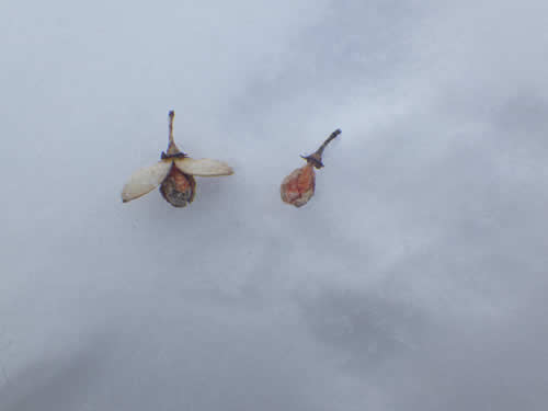 ツルウメモドキの実