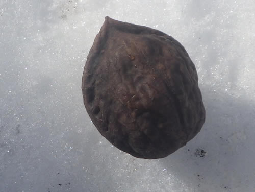 オニグルミの実