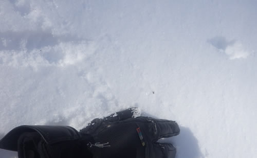 オコジョの足跡