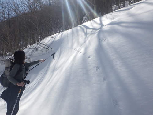 オコジョの足跡その2