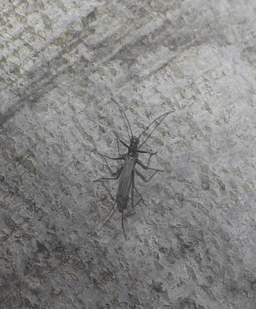 ユキカワゲラ羽有り