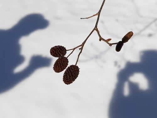 ヤシャブシの花芽
