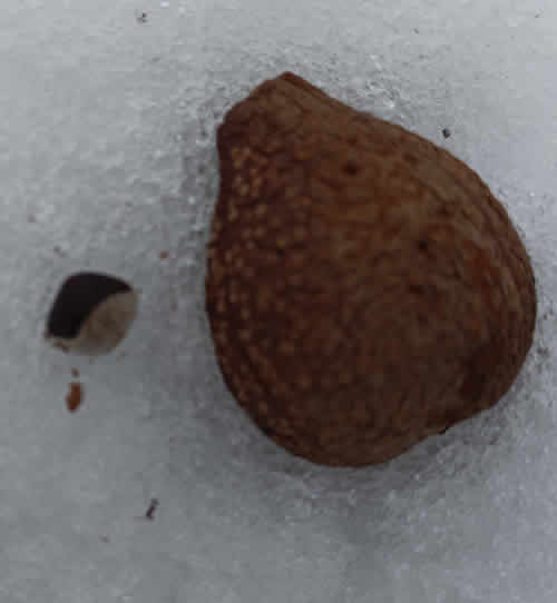 ミニサイズトチノ実