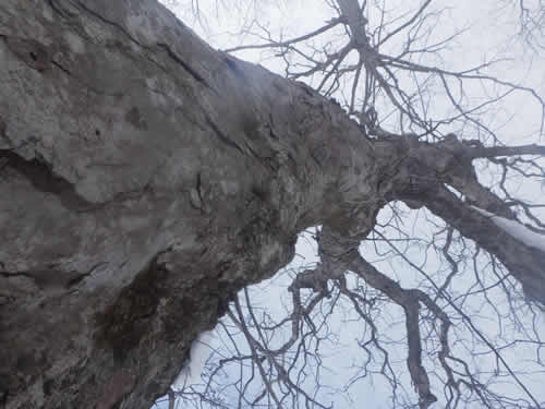 トチの木の大木。