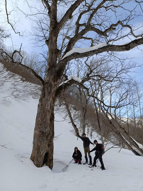 トチノ木と撮影