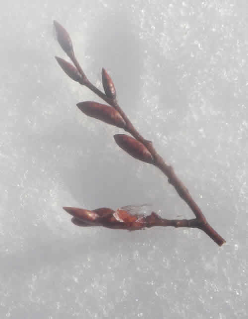 げっ歯類の食痕