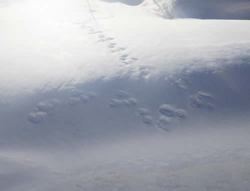 ウサギのダイナミック足跡