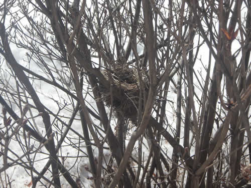 鳥の巣